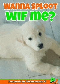PetJuvenate petjuvenate henlo hooman fren love rescue dogs treatos and woofer for pupper GIF