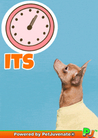PetJuvenate petjuvenate henlo hooman fren love rescue dogs treatos and woofer for pupper GIF