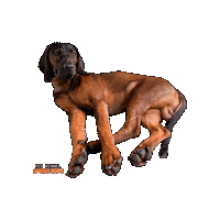 Bavarian Mountain Hound Dog Sticker by Romtat Farm