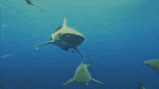 Discovery Swimming GIF by Shark Week