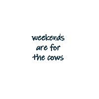 Beef Bulls Sticker by Ash Valley Designs