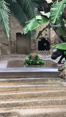 Pygmy Hippo Celebrates Birthday With Cake and Playtime at Adelaide Zoo