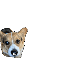 Dog Today Sticker