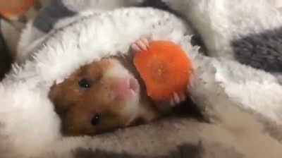 Video gif. An adorable little hamster is fully wrapped up in a fuzzy blanket and is nibbling on a carrot. They chew slowly, reveling in their comfort, and take another bite of their carrot.