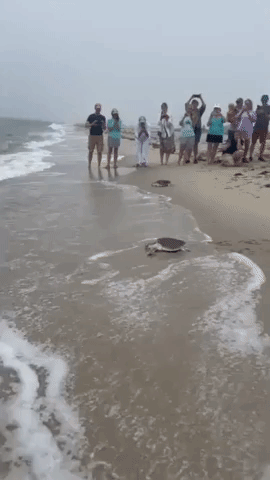 Seven Sea Turtles Return to Ocean After Rehabilitation on Cape Cod