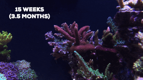 xiaoxiy giphygifmaker GIF