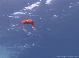 Marine Biology Ocean GIF