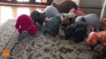 Adorable Wombat Spots the Imposers