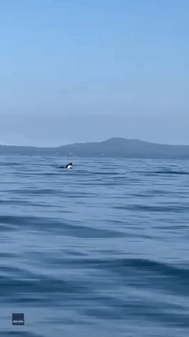 Kayaker Spots Bald Eagle Swimming Across Maine Lake