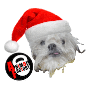 Dog Christmas Sticker by Animal Factory
