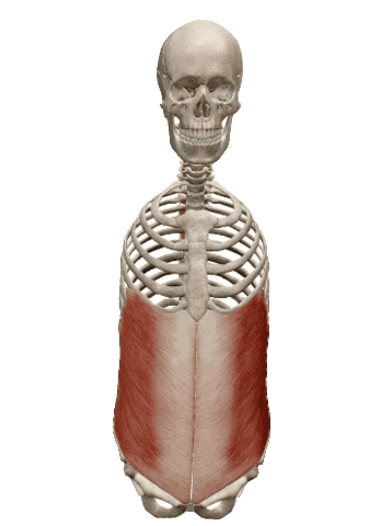 physiocentermx giphyupload physiocenter oblicuosabdominales oblicuoexterno Sticker