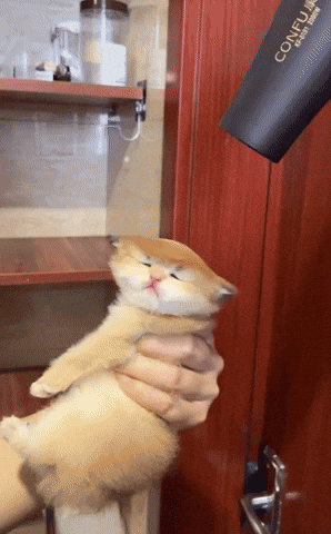 cuteanimalland giphyupload GIF