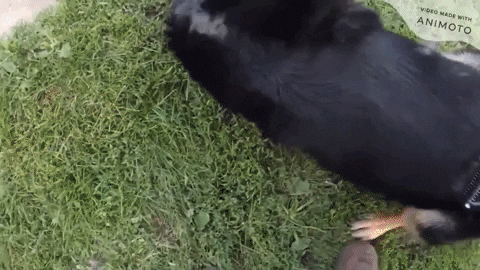PetShield giphyupload GIF