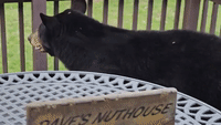 Black Bear Inspects Back Deck of Home