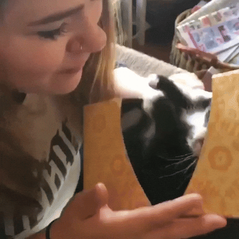 Cat Kiss GIF