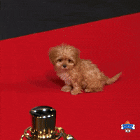 Animal Planet Football GIF by Puppy Bowl