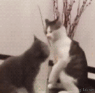 Video gif. Grey cat tries to lunge at a gray and white cat’s stomach, but the other cat grabs onto its neck, putting the gray cat into a headlock. The gray and white cat then slams the gray cat down onto the ground like a pro wrestler.