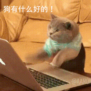 kiyo2909 giphyupload cat meme GIF