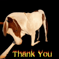 Thanks Thank You GIF by Primapolo Productions
