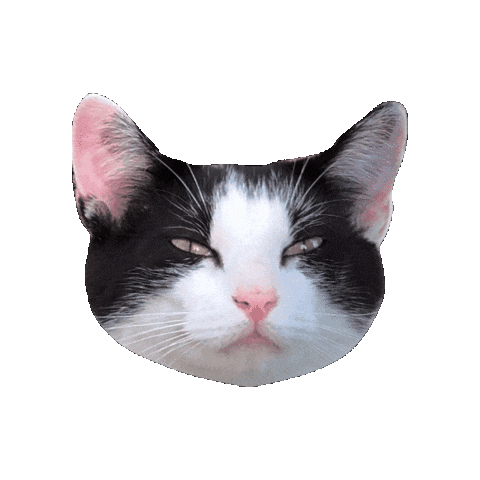 Cat Sticker