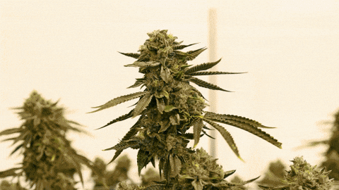 Plant Grow GIF by Exclusive Brands