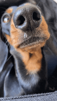 Sick Drip GIF