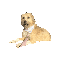 Maya Sticker by Geekster Pets