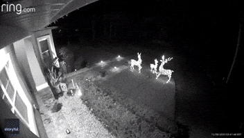 Bear Steals Reindeer Decoration From Florida Yard