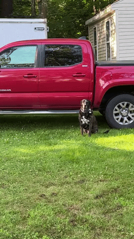 cuteanimalland giphyupload GIF