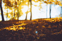 Autumn Leaves GIF by subtlestrokes