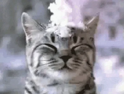 palavra "cold" em inglês, gato fofo listrado, cinza, com neve caindo na cabeça