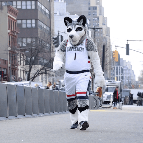 New York Sport GIF by UConn Huskies
