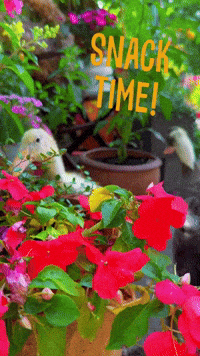Flowers Eating GIF
