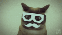 funny cat no GIF