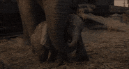 dumbo GIF by Walt Disney Studios