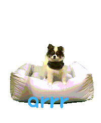 아르르 Sticker by arrr_official