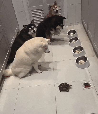 cuteanimalland giphyupload GIF