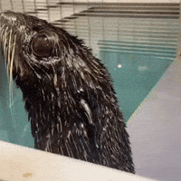 Fur Seal GIF by Valley Zoo Development Society