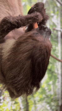 Snack Eating GIF by Valley Zoo Development Society