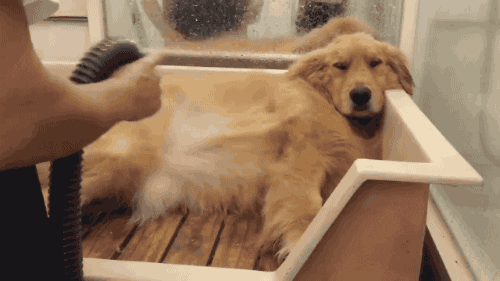 dog bath GIF