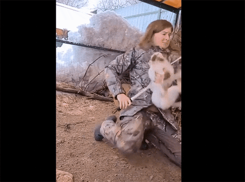 cuteanimalland giphyupload GIF