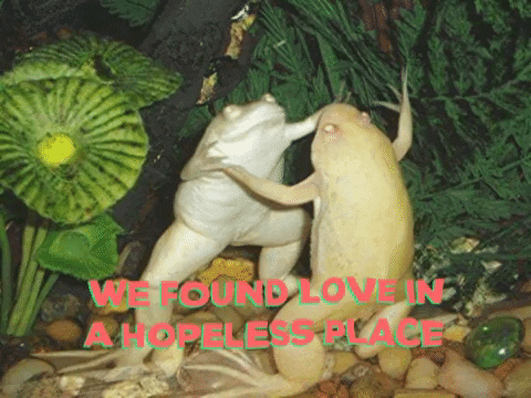 jonnys_world giphygifmaker frogs in love love in a hopeless place frogs GIF