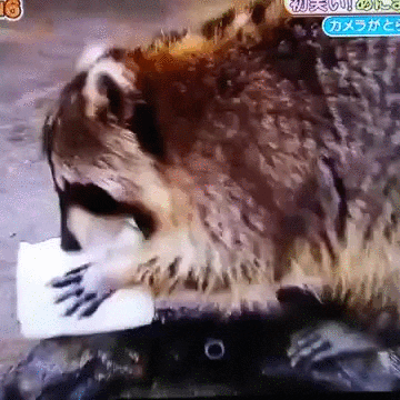 candy raccoon GIF