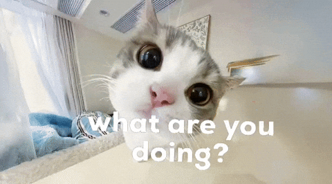 alurchopp giphyattribution giphycreatortest what are you doing GIF