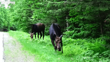 Hungry Moose Duo Munch Away GIF by ViralHog
