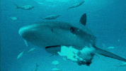 Teeth Bite GIF by Shark Week