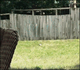 dog fetch GIF
