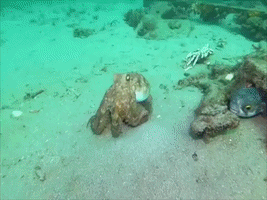 Hello! Diver Watches on as Octopus and Pufferfish Cross Paths