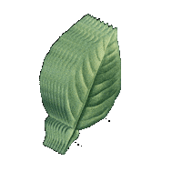 Leave Verde Sticker