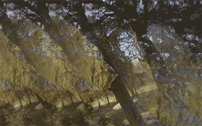 lovidhinkis-lapidus giphyupload art glitch tree GIF